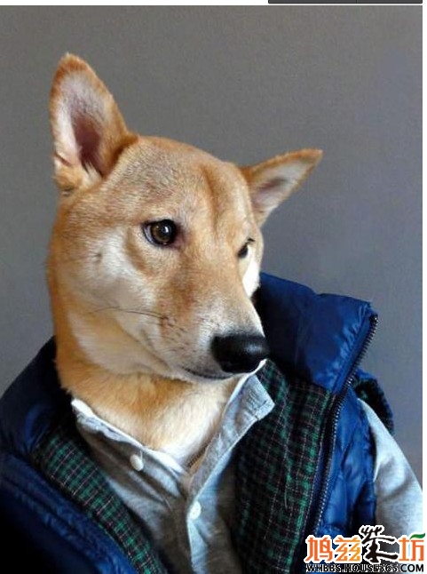 柴犬 菩提图片