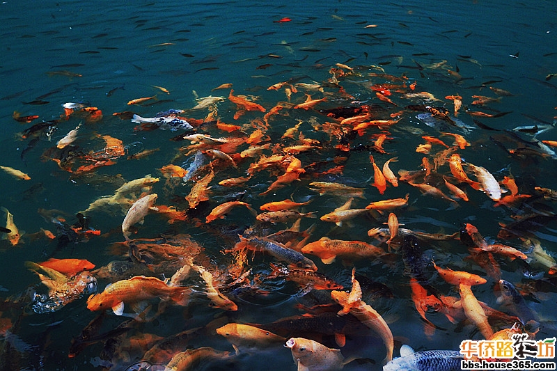 年年有鱼_(d)大吉山水田园_华侨路茶坊